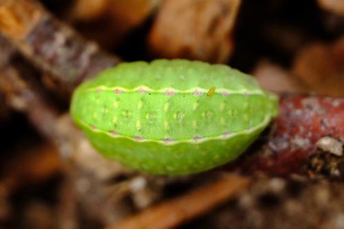 Sphinctus serotinus